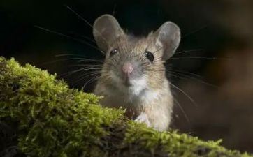 老鼠和羊合不合 老鼠和羊为什么会发生隔膜？