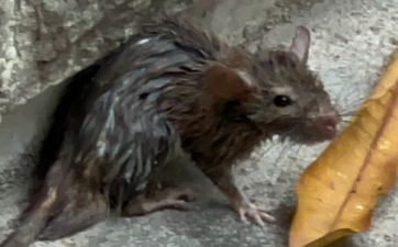 属鼠2021财气哪月才会好转 7月贵人点拨