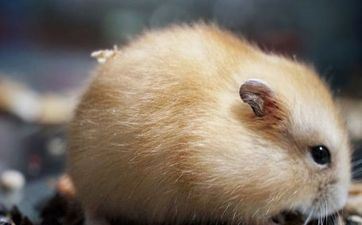 08年出世属鼠人什么时候出世命苦，九月到十二月