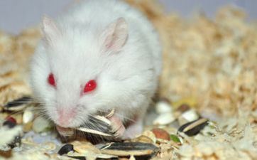 属鼠女生为何回绝痴情寻求者