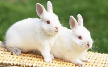 属兔女性怎么抵挡不注重你的老公