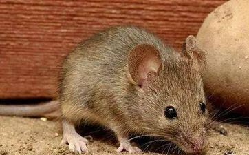 属鼠给人的第一印象