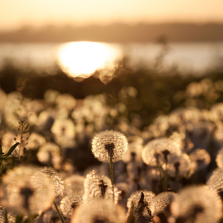 梦见鱼的种种预兆