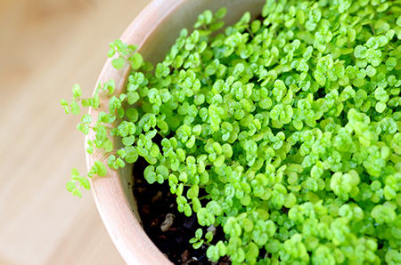 四月运势是否绿意盎然