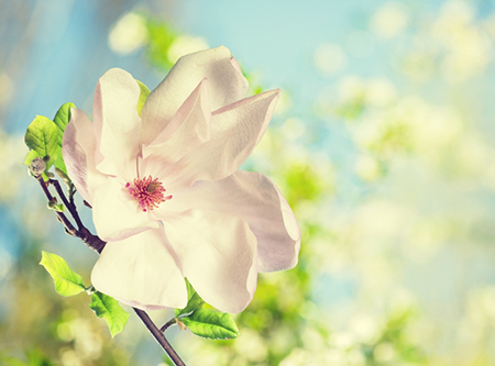 星座查询，12星座，12星座性情