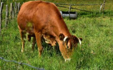 属牛人2021年6月份运势解析,日子繁忙财运有起色 属牛人2021年6月份运势解析,日子繁忙财运有起色