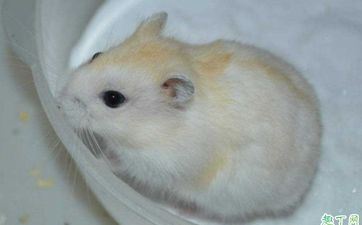 属鼠人2025年1月运势？属鼠人2025年1月归纳运势详解？