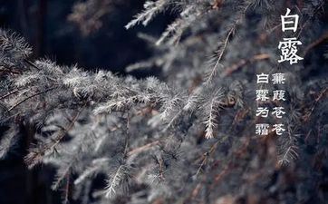 2024年白露是什么时分