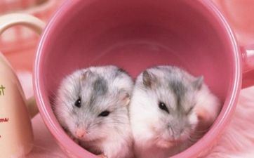 属鼠的人合适养猫吗 属鼠的人养猫好不好