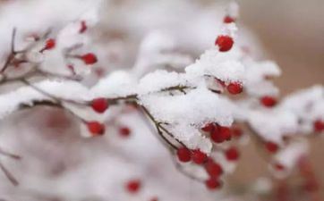 大雪节气的风俗 风俗活动