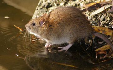 怎么寻求失恋的属鼠男生