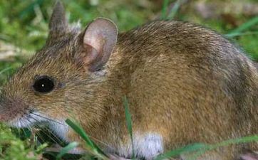 属鼠男转折点什么时分 属鼠男工作运好吗