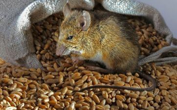 属鼠人不能穿的色彩 属鼠人要避开哪些色彩