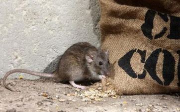 猪后边是什么属相，属相鼠终身命运怎么