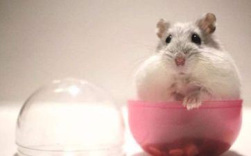 春天属鼠的特性 仁慈软弱慎重当心