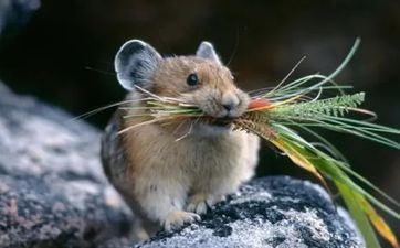 6o年鼠人在2021年运势