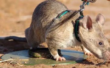 属相鼠斗争多少年才干脱贫致富