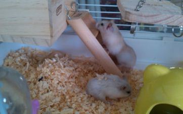 属鼠人2024年作业运风生水起青云直上