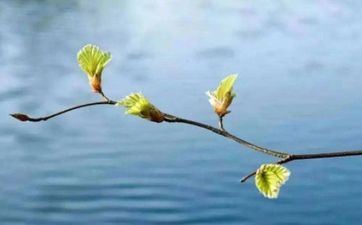 什么东西最旺属兔人 属兔人的终身最旺吉祥物