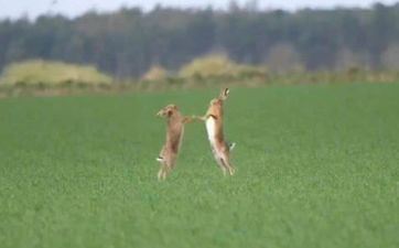 属兔佩带什么吊坠饰品好