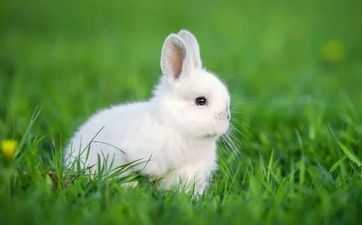 属兔的过了35岁就顺了