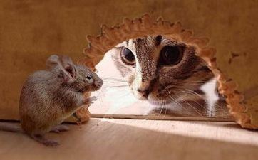 卯时出世的属鼠男孩命运 卯时出世的婚姻