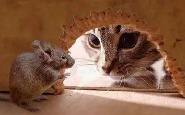 属鼠丈母娘之应对战略 属鼠丈母娘之应对战略