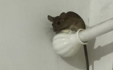 黑肖有哪些属相，黑肖的命格