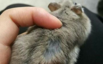 属鼠女阴历几月出世是劳碌命，劳碌命真的一辈子都很苦吗