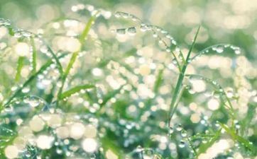 2023年白露是几月几号 2023年白露是几月几号开端的