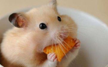 辰时出世的属鼠人命运怎么（7:00-9:00）