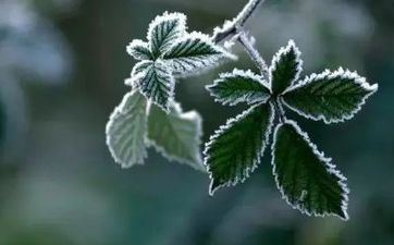 2023年霜降是哪一天？ 23日霜降