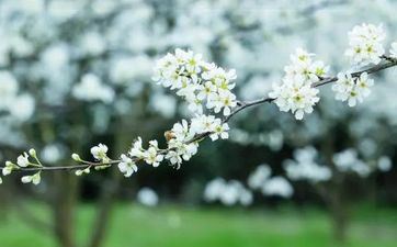 2023年哪天数头伏 2023年哪天数伏第一天