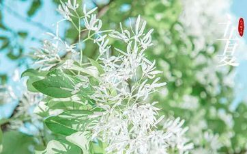 有关立夏节气花开的谚语 立夏有哪些谚语农谚