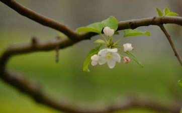 清明节为什么是阳历 传统节日清明节为什么不是阴历