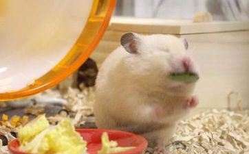 属鼠的几月出世最好命