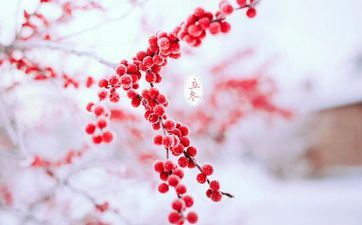 冬至节气的活动及传统美食