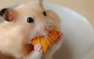 属鼠人2024年什么运最好 属鼠人2024年的命运