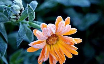 2023年24节气霜降物候特征介绍-霜降节气的气候特色有哪些收拾