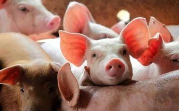 属猪属兔婚姻与命运