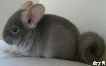 去郊野里找是什么属相 有关属相鼠的谜语