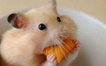 阴历8月出世属鼠人命好吗