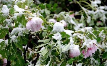 春分节气的习俗活动及摄生准则
