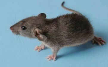 属鼠2025年几岁了 72年属鼠人2025年运势运程 属鼠2025年几岁了 72年属鼠人2025年运势运程