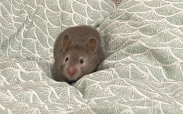 1948年属鼠人2025全年运程怎么