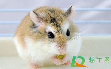 属鼠最会装什么 属鼠最会装什么