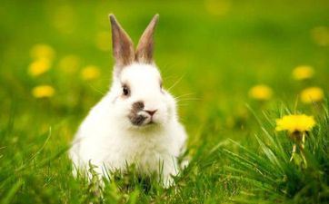 属兔的人2025年走运色彩 属兔的人2025年归纳运程