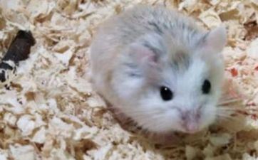 96年属鼠正桃花何时呈现？ 属鼠人96年正缘桃花