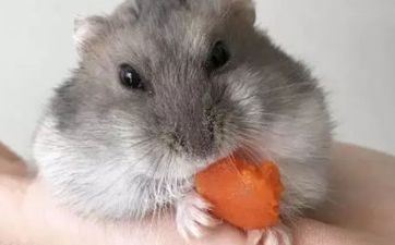 08年出世的属鼠人哪个月份出世命好 3月7月9月