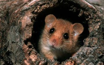 属鼠的后半生命运很惨吗